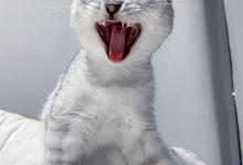 猫咪应激反应该如何应对和预防？