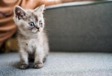 猫咪身上有臭味？别忽视！