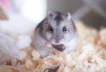 饲养仓鼠失败的主要原因有哪些