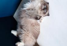 口炎猫咪什么症状？