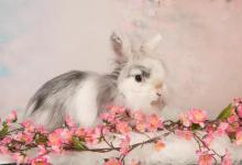 兔子有点拉肚子怎么处理？