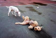 小狗尿血怎么回事，用啥药？