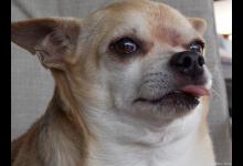 狗犬瘟热的预防以及给宠物主人的建议