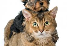 为什么猫的瞳孔可以变大变小？