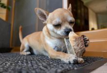 幼年的狗狗适合吃什么水果？