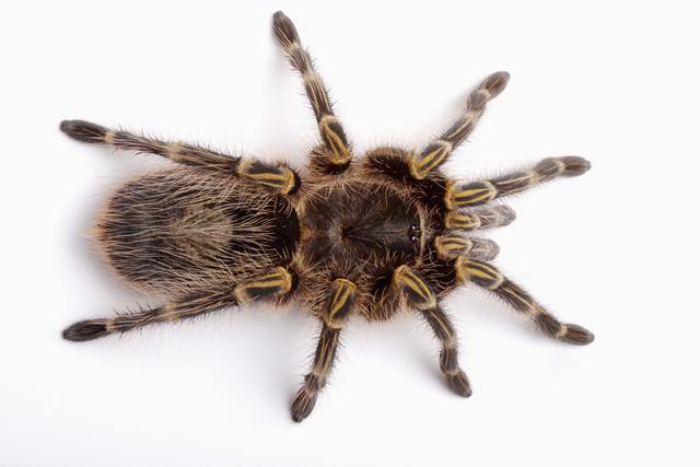 这是一种体长约3cm的蜘蛛,栖息于土壤中或树洞里,分布于云南,广西等地
