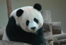地表最强大熊猫，体重一年狂飙40斤，如意在俄罗斯究竟有多野？