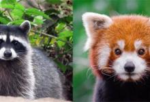 ​小熊猫和浣熊的区别小熊猫和浣熊有什么不同