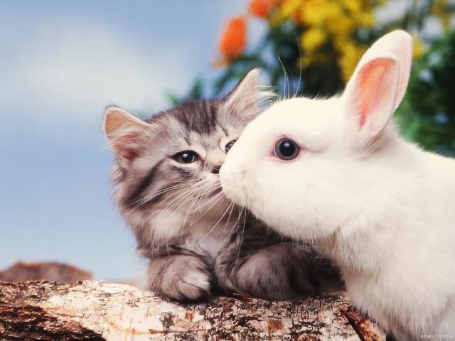 兔子和猫哪个聪明_宠物知识_中睿百科网