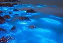 奇闻：浙江多地海边现“蓝眼泪”奇观什么是蓝眼泪？