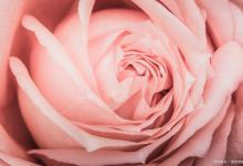 粉色的玫瑰是什么品种