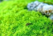 新鲜苔藓如何保存 新鲜苔藓怎么保存