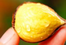 蒸板栗需要多长时间 蒸板栗需要多少分钟?
