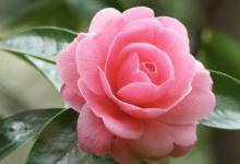 茶花可不可以放在室内 茶花适合在室内养护种植吗
