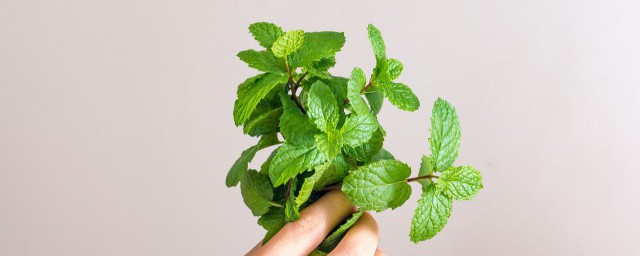 薄荷下火吗 薄荷有下火的功效吗_生活经验_中睿百科网