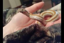 宠物蛇会不会咬人