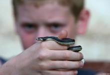 如何避免宠物蛇攻击人类？