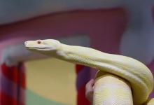 有哪些温顺的宠物蛇品种？