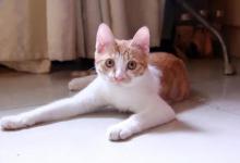 母猫不绝育会怎么样？母猫绝育要注意什么？