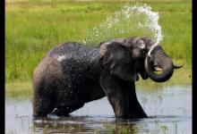 为什么大象用鼻子吸水，不会被呛到？大象鼻子的神奇功能