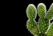 仙人掌适合在家里养吗 家里可以种植仙人掌吗
