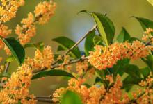 桂花树会落叶吗 桂花树是落叶植物吗