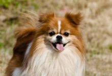 幼犬狗粮要泡多久 幼犬狗粮要泡发的时间