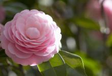 茶花适合在家里养吗 茶花能否在家里种植养护呢