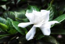 栀子花适合在家里养吗 栀子花室内可以养吗