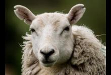 梦见羊是什么意思 梦见羊的不同情境解释！