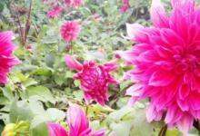 山芋花开花后怎么养 山芋花开花后如何养