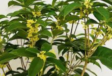 盆栽桂花开花后怎么养 盆栽桂花开花后如何养