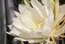 昙花花朵开花后怎么养 昙花花朵开花后如何养