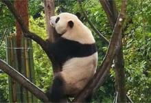 天气越来越热大熊猫越挂越高越挂越高的原因是什么