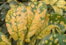 夏至发生的病虫害有哪些病虫害有哪些分类