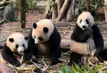 ​成都大熊猫基地：熊猫谷将试行全网实名预约分时限流入园吗