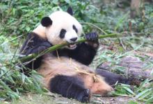 大熊猫嘤嘤嘤太萌了它们生活习惯有哪些