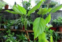 万年青开花后怎么养 万年青开花后如何养殖