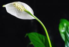 一帆风顺花开花后怎么养 一帆风顺花开花后如何养