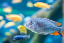 虾缸养虾几天换一次水 养虾一般多久换一次水