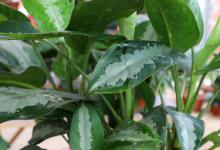 万年青开花后怎么养好 万年青开花后如何养殖