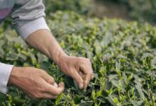 茶叶开花后怎么养 茶叶开花后的养护技巧