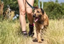 大学生兴起免费帮人遛狗潮为什么会出现这种现象