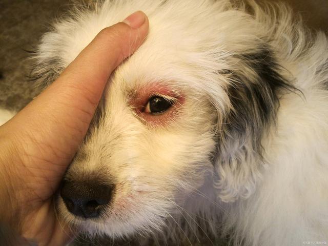 狗狗眼睛红有糊状眼屎用什眼药水