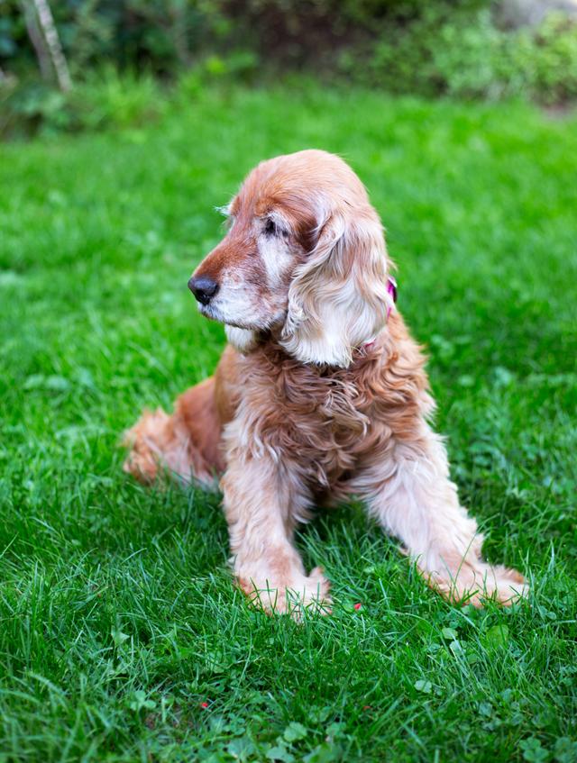 名贵小型犬前十名图片