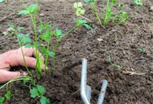 芹菜怎么种什么时候种植好