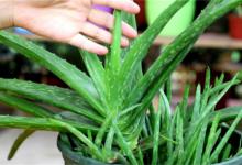 芦荟的养殖方法和注意事项有哪些