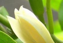 白兰花适合在家里养吗 白兰花可以养家里吗