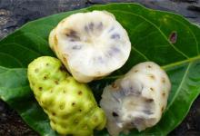 诺丽果的功效有什么哪三种人不能吃