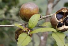茶油的功效和食用方法有哪些